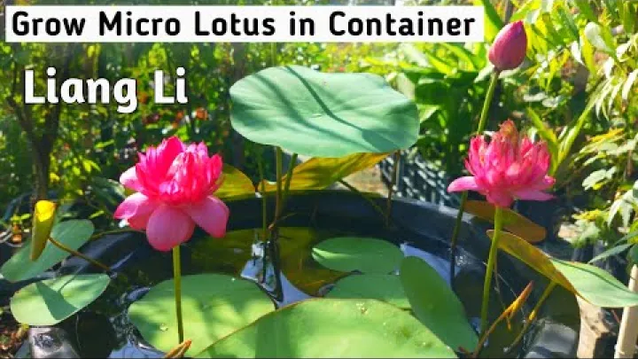 Preview image for the video "Growing Micro Lotus in a Container | How to Grow Lotus in a Bowl | Liang Li Lotus Care".
