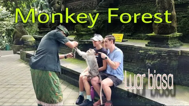 Preview image for the video "El bosque de los monos, la casa de compostaje y el campo de Padangtegal, Ubud, son realmente increíbles".