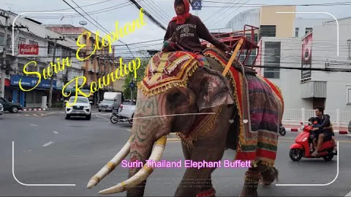 Preview image for the video "گردهمایی فیل‌های سورین، تایلند #فیل #سورین #تایلند".