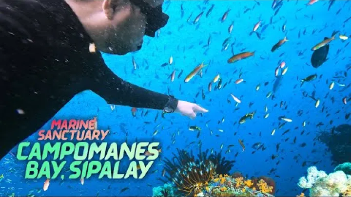 Preview image for the video "Freediving v mořské rezervaci Campomanes, Sipalay".