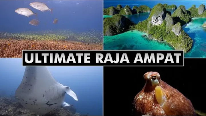 Preview image for the video "Das ultimative Raja Ampat | Tauchen in West-Papua, Indonesien [4k]".