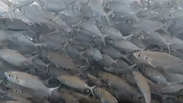 Preview image for the video "Роњење у Џикомаламу - Тернате".