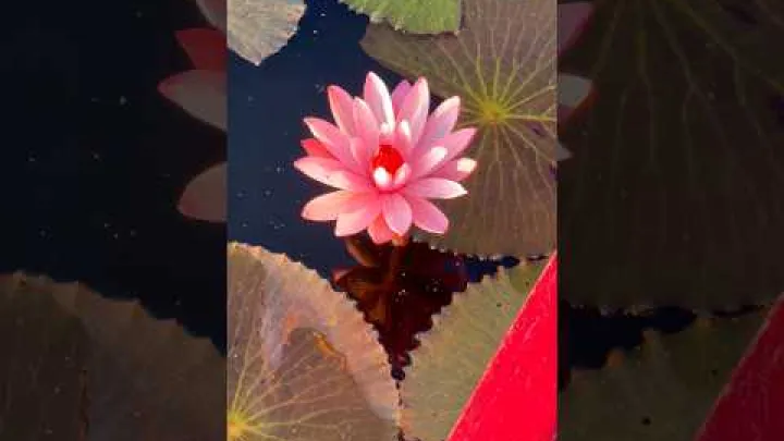 Preview image for the video "دریاچه «نیلوفر آبی قرمز» تایلند... که در واقع صورتی است؟! 🇹🇭".