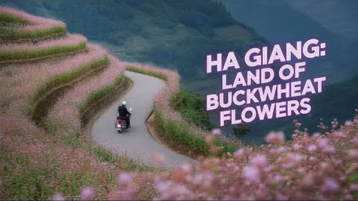 Preview image for the video "Ha Giang – La terra dei fiori di grano saraceno | Un paradiso nascosto nel Vietnam settentrionale 🇻🇳".