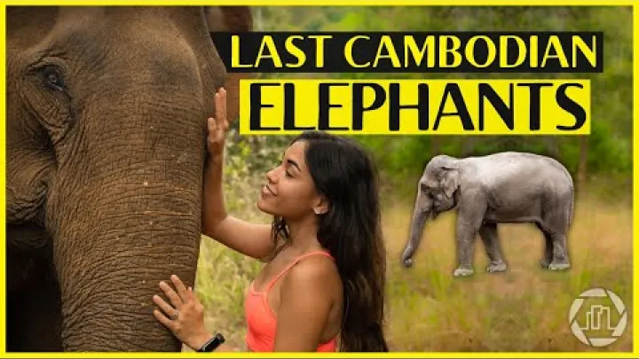 Preview image for the video "آخرین فیل‌های کامبوج 🇰🇭🐘 (کامبوج شرقی)".