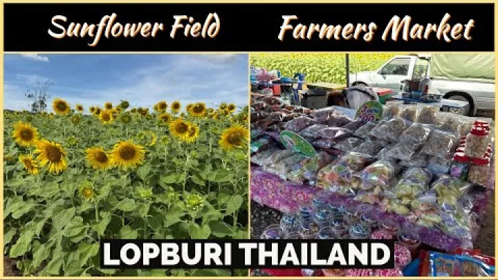 Preview image for the video "Sonnenblumenfelder &amp; Bauernmarkt - Top-Attraktion in Lop Buri - Mit Drohnenaufnahmen - Thailand 2024".