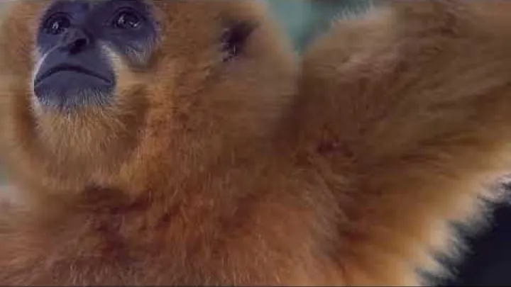 Preview image for the video "Prohlídka divoké přírody v džungli v Kambodža".