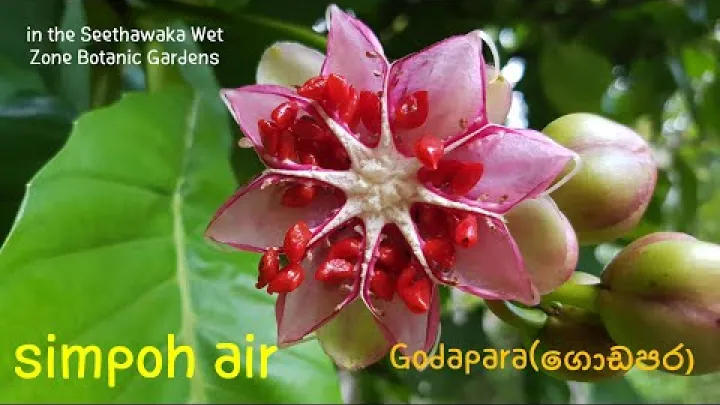 Preview image for the video "[ਸ੍ਰੀ ਲੰਕਾ ਦੇ ਜੰਗਲੀ ਫੁੱਲ]#열대식물#Dillenia suffruticosa#simpoh air#Godapara(ගොඩපර)".