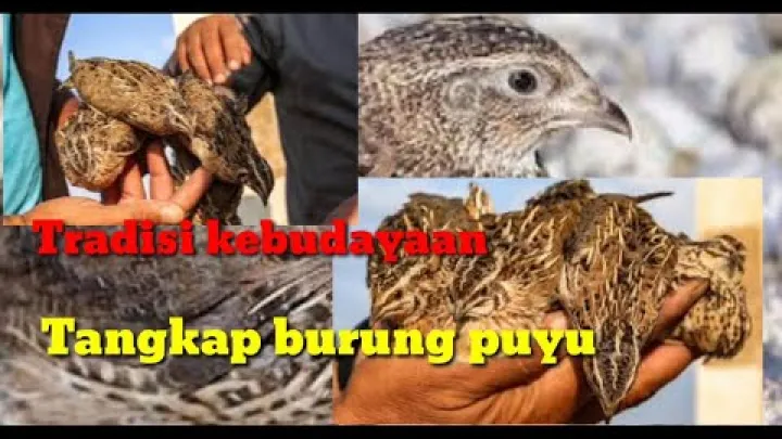 Preview image for the video "فرهنگ تیمور شرقی (بوبونارو، مالیانا، هولسا، ممو)".