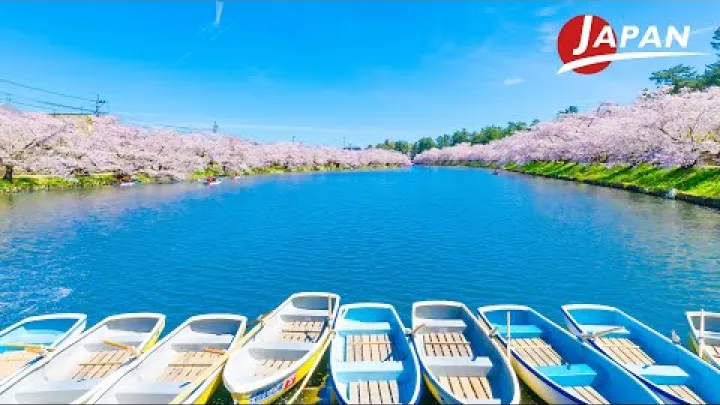 Preview image for the video "Kwitnące wiśnie w parku Hirosaki – jedno z najlepszych miejsc w Japonii na podziwianie sakury | Aomori, Japonia – podróż".