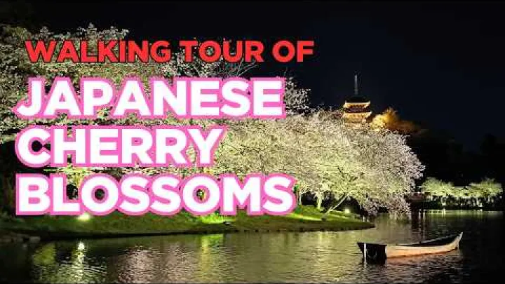 Preview image for the video "Un tur nocturn pe jos al florilor de cireș la Sankeien, Japonia".