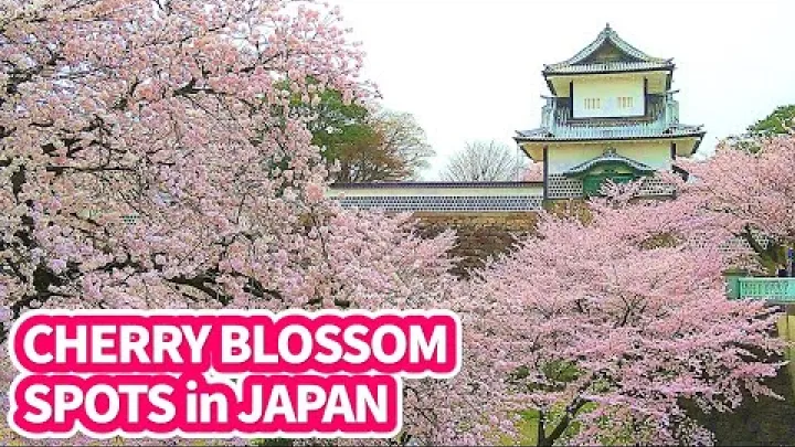 Preview image for the video "[Kanazawa Japonsko] 최고의 벚꽃 명소 - Japonsko에서 가장 아름다운 정원 - 사쿠라".