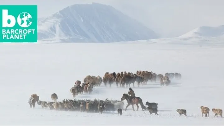 Preview image for the video "Ekstremalne życie: trudna wiosenna migracja mongolskich nomadów w အနောက်မွန်ဂိုလီးယား".