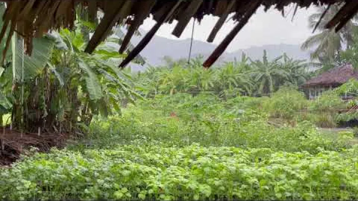 Preview image for the video "Hari Hujan di Kafe Dominican, Pante Macassar, Oecussi, Timor Leste || NOMAN FATEMI || نُومان فاطمي".