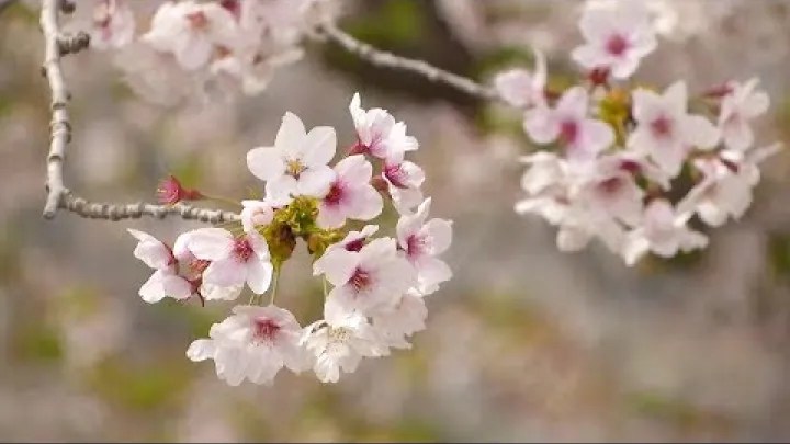 Preview image for the video "Musim bunga sakura tiba di Timur Laut China".