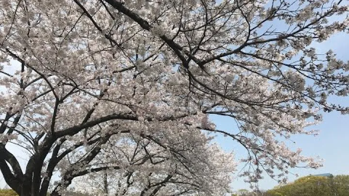 Preview image for the video "همه‌چیز درباره فصل شکوفه‌های گیلاس در کانسای - شکوفه‌های ساکورای پارک قلعه اوساکا با کیفیت HD: دیوید در اوساکا".
