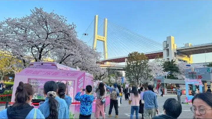 Preview image for the video "Jarní procházka za rozkvetlými třešněmi u mostu Nanpu v Shanghai".