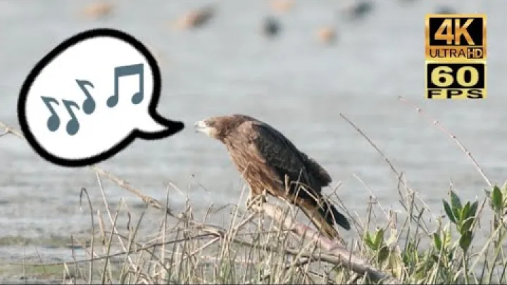 Preview image for the video "🎶 香港雀鳥：麻鷹/黑鳶 Birds of Hong Kong :Black Kite トビの鳴き声🎶".
