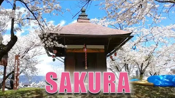 Preview image for the video "Japan’s Cherry Blossoms | Sakura &amp; Hanami".