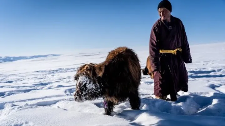 Preview image for the video "Wettlauf um morgen | Folge 7 | Dzud: Μογγολία und ihre tödlichen Winter".