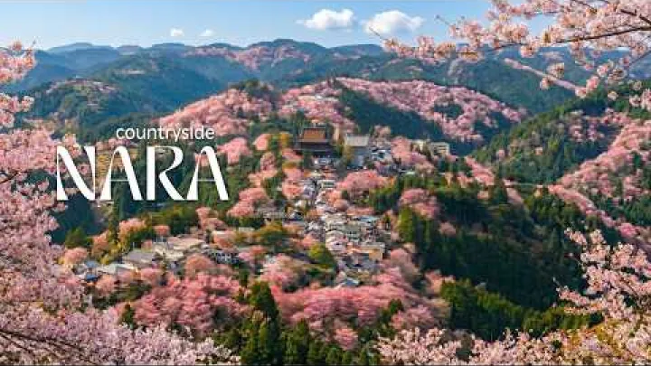 Preview image for the video "Fjallið sem blómstrar einu sinni á ári! 🌸 Yoshino-fjall, Nara".