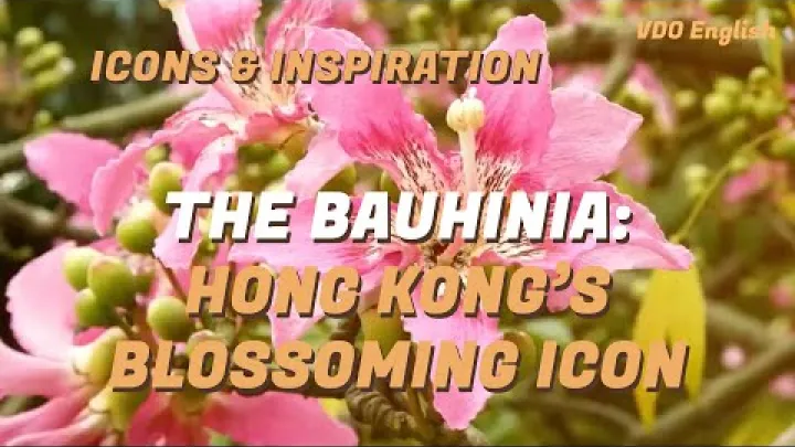 Preview image for the video "Icons &amp; Inspiration：The Bauhinia：Hong Kong’s Blossoming Icon".