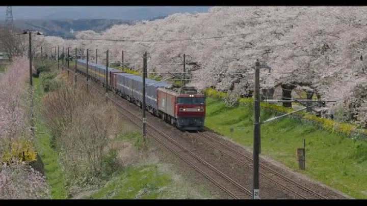 Preview image for the video "Kersenbloesems in เซ็นได, ประเทศญี่ปุ่น | Kersenbloesem april 2025 | 4K".