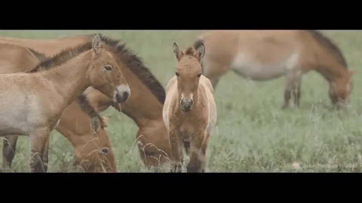 Preview image for the video "Schutz von Wildpferden in Mongolia".