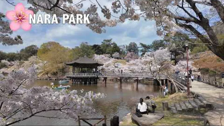 Preview image for the video "🌸 Kirschblüten in 奈良 🌸 Versteckter Ukimido-Pavillon, Hirsche &amp; Tōdai-ji 🌸 浮見堂".