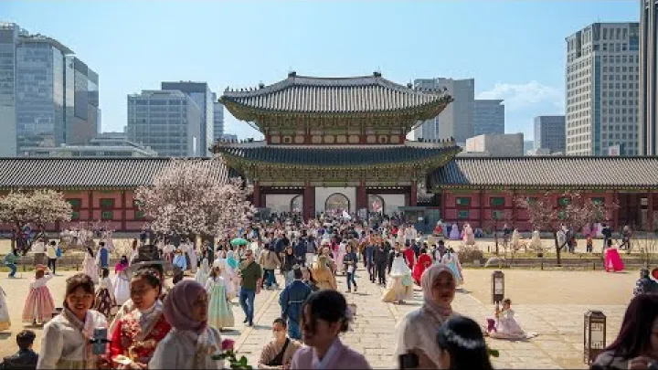 Preview image for the video "Kevätkukkia סিউל-kaupungissa 🌸 Gyeongbokgungin palatsin kirsikankukkakävely 4K HDR".
