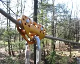 BAUMHAUS-SEILRUTSCHE !!!