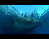 Cenderawasih Bay Whale sharks , scuba diving ,wrecks Liveaboard adventure