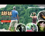 Arfak Kingdom of Bird - Manokwari (Travel Papua)