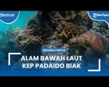 Menikmati Indahnya Alam Bawah Laut di Kepulauan Padaido Biak, Tempat Surganya Para Penyelam