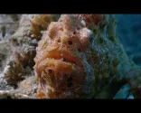AMBON iemītnieki - muck-daivings Indonēzija (4K / Panasonic Lumix GH5)