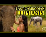 LETZTE ELEFANTEN IN KAMBODSCHA 🇰🇭🐘 (Ostkambodscha)