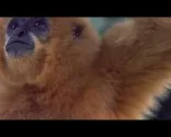 Wildtiertour im Dschungel von Kambodscha