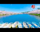 Kwitnące wiśnie w parku Hirosaki – jedno z najlepszych miejsc w Japonii na podziwianie sakury | Aomori, Japonia – podróż
