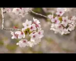 中国東北部に桜の季節到来