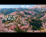 Vuori, joka puhkeaa kukkaan kerran vuodessa! 🌸 Yoshinonvuori, Nara