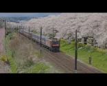 Kwitnące wiśnie w Sendai, Nhật Bản | Sakury, kwiecień 2025 | 4K
