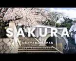 探索冈山迷人的樱花——日本的春日樱花