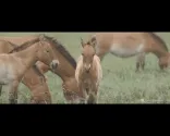 Schutz von Wildpferden in Mongolia