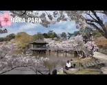 🌸 奈良 – kirsikankukat 🌸 Piilotettu Ukimidō-paviljonki, peuroja ja Tōdai-ji 🌸 浮見堂